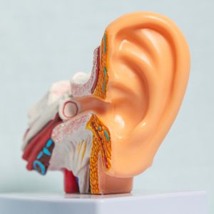 Ear