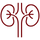 Nephrology icon
